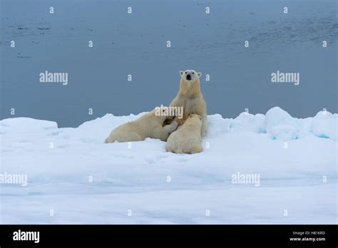 Mother Polar Bear Ursus Maritimus Nursing Two Cubs On The Edge Of A