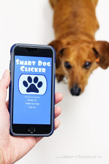 Dog Clicker App Review And Giveaway Ammo The Dachshund