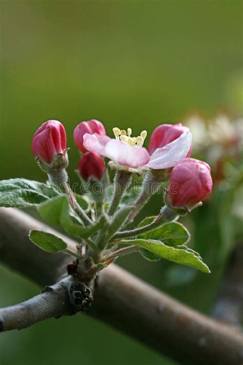 Apple Blossom Macro Stock Photo Image Of Season Leaves 40543548