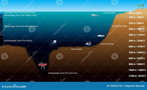 Graphic Shows The 5 Zones According To The Depth Of The Ocean With