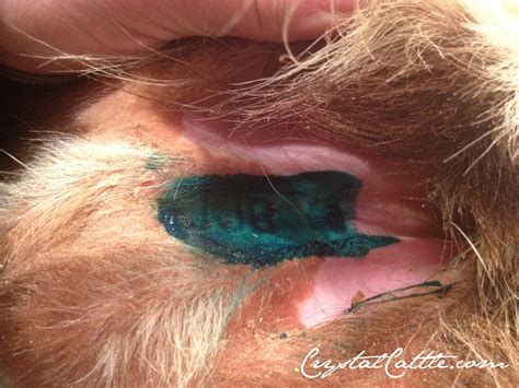 The earlobes and the area behind the ears are considered as one of the most sensitive parts of the human body, and this imparts a sensuous value to these tattoos, which are loved by all ages men, women, girls and guys. Crystal Cattle: Getting Inked Up