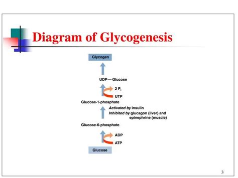 Glycogenesis Steps Regulation Glycogenolysis Significance