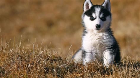 Denali National Park Has A 247 Sled Dog Puppycam Mental Floss