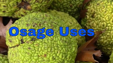 Osage Orange Health Benefits In Description Uses Tree Wood Fruit
