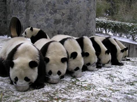 Panda Pandas Baer Bears Baby Cute 59 Wallpaper 4288x2848 364485
