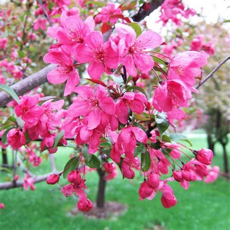 31 Best Crabapples For Your Yard Flowering Crabapple Crabapple Tree