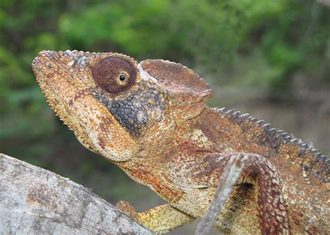 The water dragons are my all time favorite pet. Top 10 Most Popular Pet Reptiles
