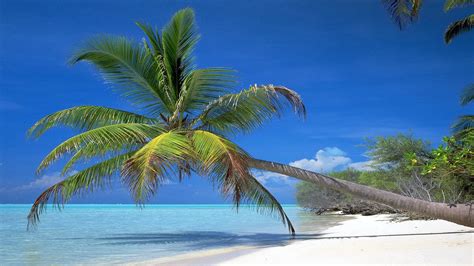 Download Wallpaper 1366x768 Palm Tree Inclination Coast Branches