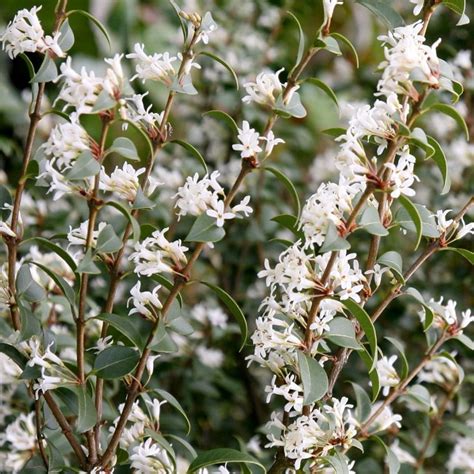 Buy Osmanthus Osmanthus × Burkwoodii Delivery By Waitrose Garden In