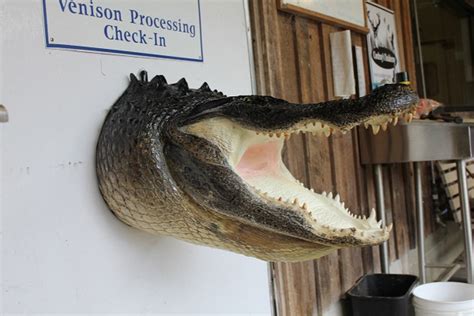 Cordrays New Head And Neck Alligator Mounts From Cordrays Taxidermy