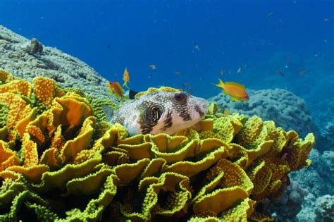 Puffer Fish Resting On Coral Reef Stock Photo Image Of Soft