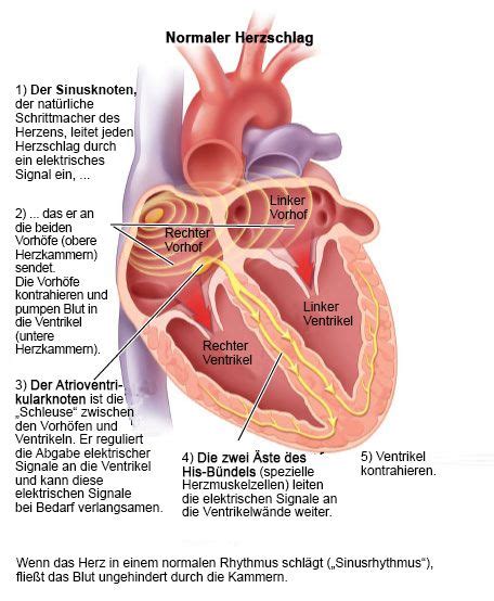 Inspiriert Werden Fur Was Ist Ein Normaler Puls