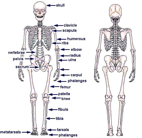 Human anatomy and physiology (biol 235). Free Diagrams Human Body | human skeleton chart diagram picture - human skeleton chart diagram ...