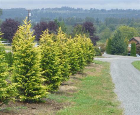 View the official university of utah tree tour. Selecting the Right Privacy Tree