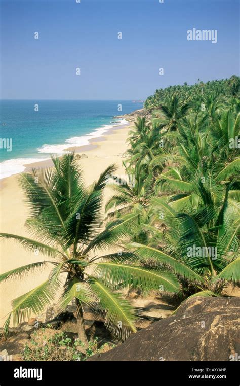 Kerala Coconut Palms Hi Res Stock Photography And Images Alamy