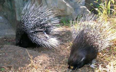 What Porcupines Can Teach Us About Making Love