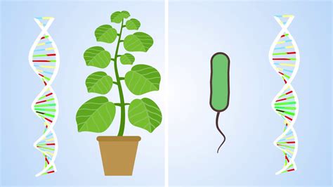 13 Fascinating Facts About Plant Immune Response