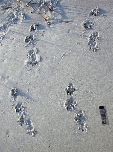 Sea Otter Tracks