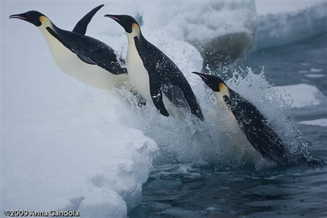 Emperor Penguins Jumping 1 Of 1 Flickr Photo Sharing