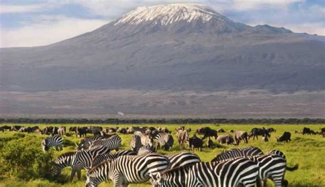 Din Nairobi Excursie De O Zi La Parcul Național Amboseli Getyourguide