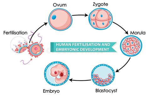 Fertilização Humana E Desenvolvimento Embrionário Ilustração Do Vetor