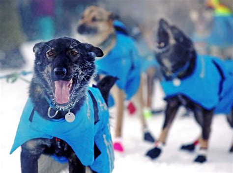 Yukon Quest Alaska Official Hopes To Patch Things Up And Bring Back