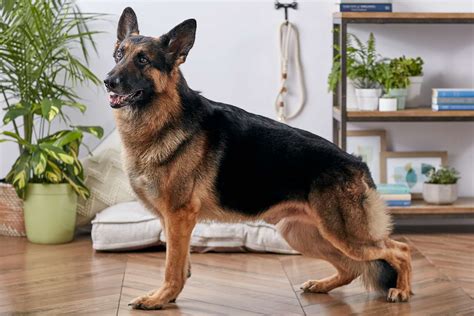 German Shepherd Dog Breed Characteristics And Care