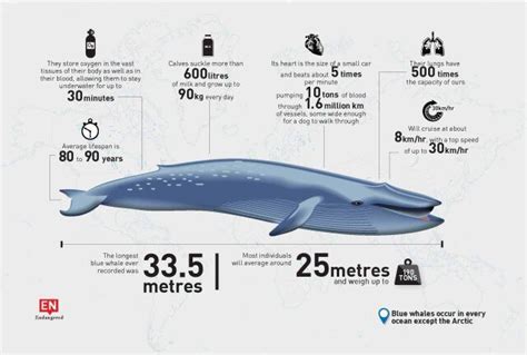 10 Facts About Blue Whale The Largest Animal On Earth