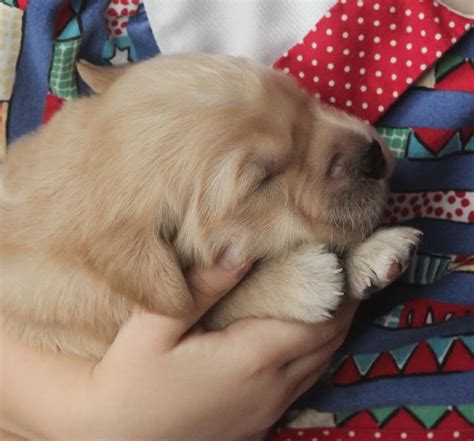 Golden retriever exercise is essential but will vary depending on their age. Announcing the Arrival of Sunny's Golden Puppies! - Windy ...