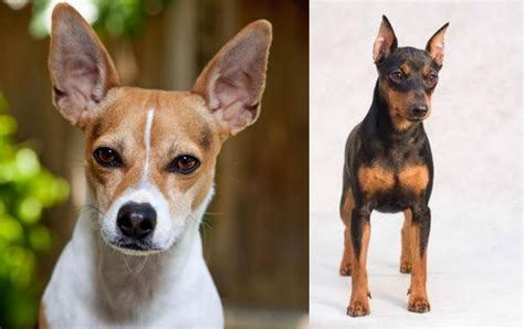 Rat Terrier Vs Miniature Pinscher Breed Comparison