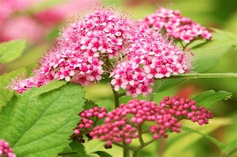 They have a period of glory that peaks for a week or several weeks, and then the midsummer bloomers begin growing with warm weather and finally show off their flowers when summer is in full swing. Top 10 Summer Flowering Shrubs - Birds and Blooms