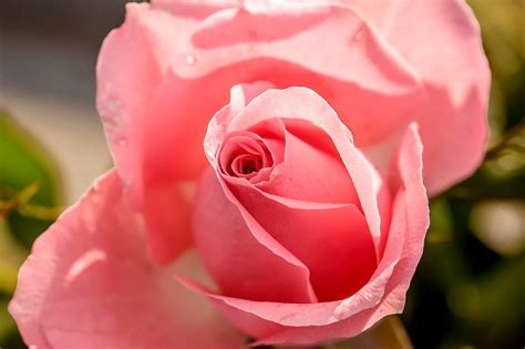 Renowned for classic and understated designs, they offer a seamless blend of fashion and. Blumen fotografieren: Hilfreiche Tipps für private ...