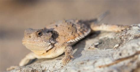Alberta Is Home To A Rare Lizard That Shoots Blood Out Of Its Eyes