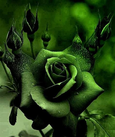 Elegant Green Rose Images Hd Blumen Blüten Grün
