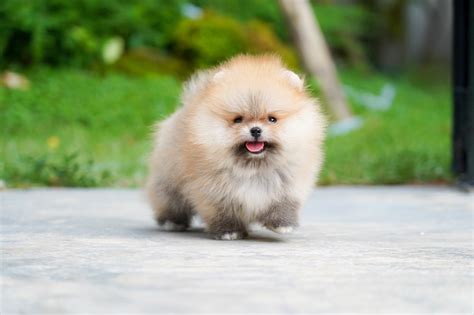 People Are Largely Owning Teacup Pomeranian Puppies For Their Homes