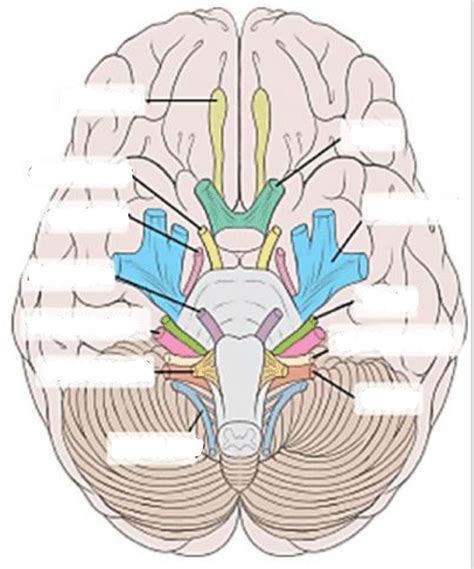 Cranial Nerves Diagram Quizlet