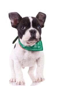 French bulldogs are complex the french bulldog temperament is at once lazy and rambunctious, hardened and hilarious, stubborn. French Bulldog Temperament - Do You Know What To Expect?