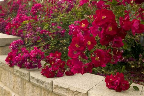 Flower Carpet Scarlet Groundcover Rose Plant Library Pahls Market