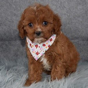 My family is looking to adopt/rescue a cavapoo puppy. Nice and Healthy Cavapoo Puppies Available FOR SALE ...