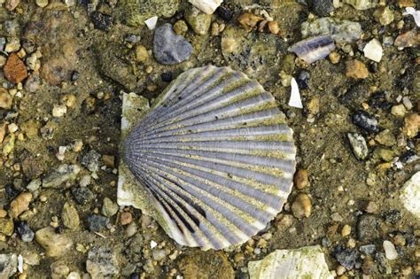 Scallop Shell On Beach Stock Image Image Of England 82480445
