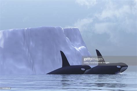 Two Killer Whales Swim Near An Iceberg In The Arctic Ocean High Res