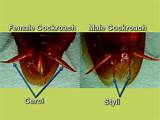 The American Cockroach Images