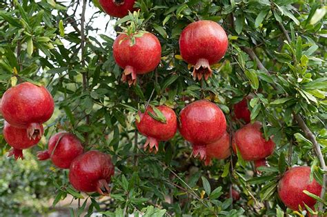 9 Of The Best Pomegranate Varieties To Grow At Home Gardeners Path