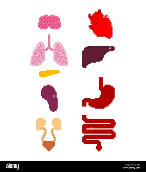 Órgano Interno El Arte Del Pixel Anatomía De 8 Bits Del Cuerpo Humano
