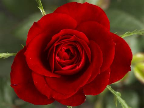 Flower Wallpapers Flower Pictures Red Rose Flowers