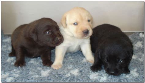 An ultrasound will not only help to determine the amount of fetuses present, but they will. Beautiful Litter Labrador Retriever Puppy's | Preston ...