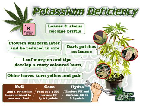 Potassium Deficiency Percys Grow Room A Cannabis Growers Forum