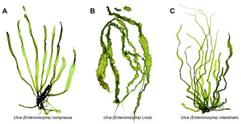 Ulva Enteromorpha Polysaccharides And Oligosaccharides Encyclopedia