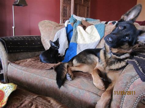 German shepherd and white cat playing. Feline Rescue Cat Tales: Muffin's New German Shepherd Friend