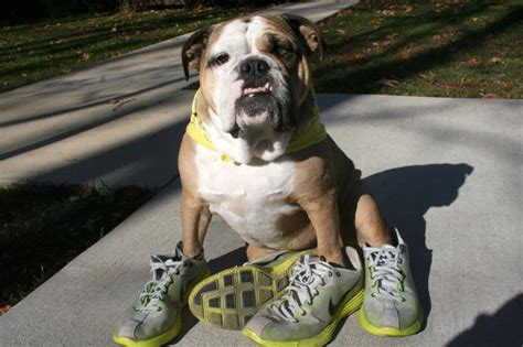 20 Cute Photos Of Animals Wearing Shoes